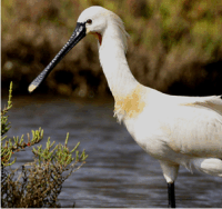 Eurasian spoonbill