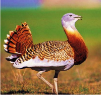 Great Bustard