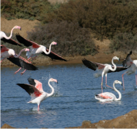 Flamingos