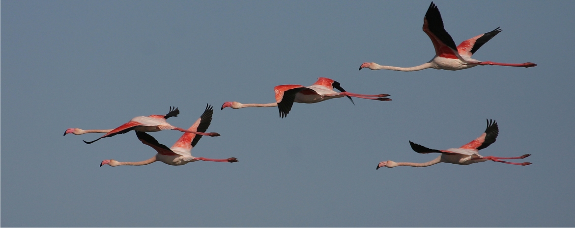 portugal wildlife tour