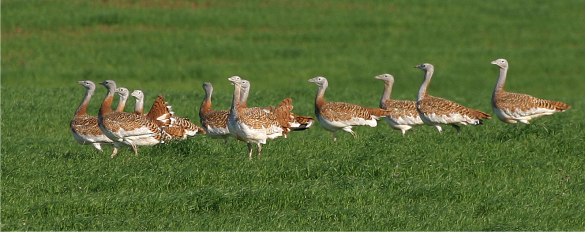 portugal wildlife tour