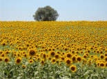 Sunflowers at Alentejo